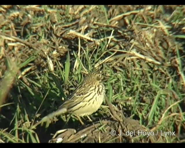 African Pipit (African) - ML201260661