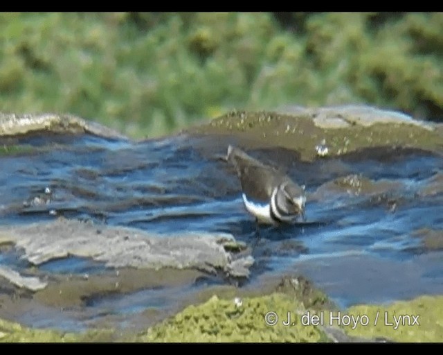 Трёхполосый зуёк (tricollaris) - ML201260681