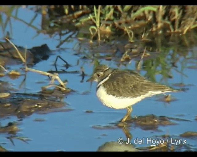 Трёхполосый зуёк (tricollaris) - ML201260691