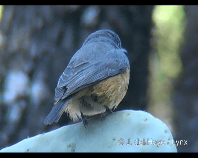 Little Rock-Thrush - ML201260721