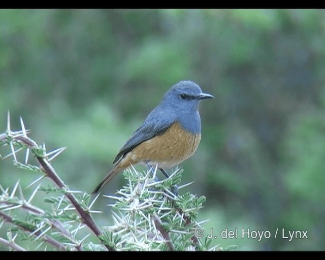 Little Rock-Thrush - ML201260731