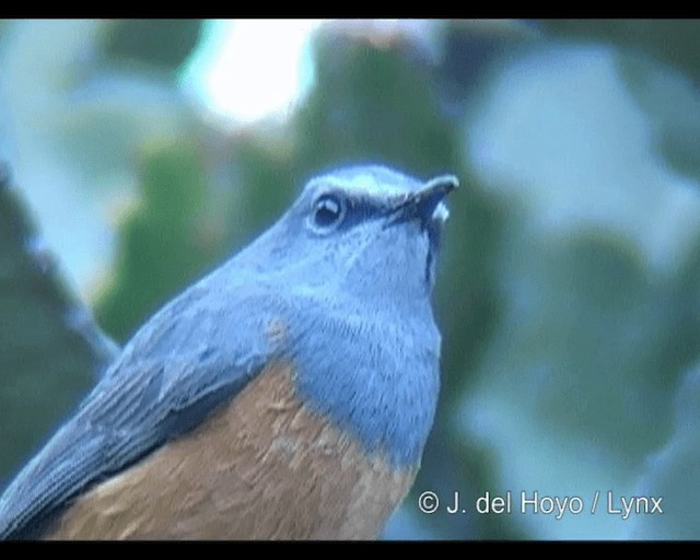 Little Rock-Thrush - ML201260741