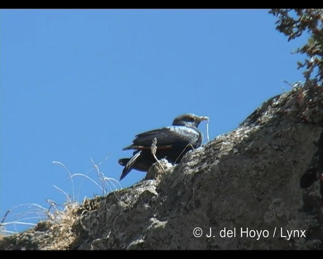 White-billed Starling - ML201260791