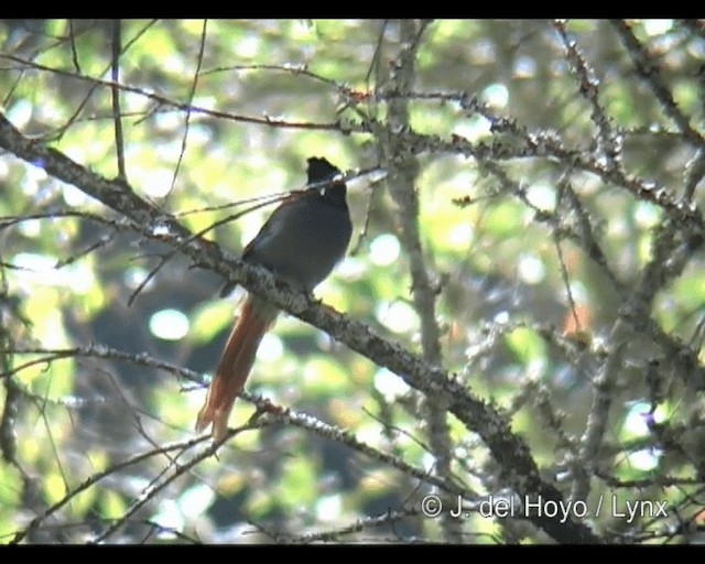 African Paradise-Flycatcher - ML201260831