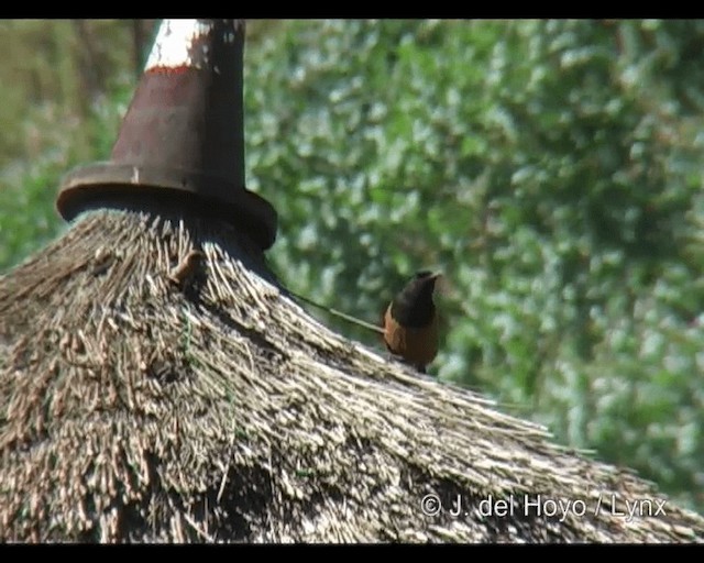 White-winged Cliff-Chat - ML201260841