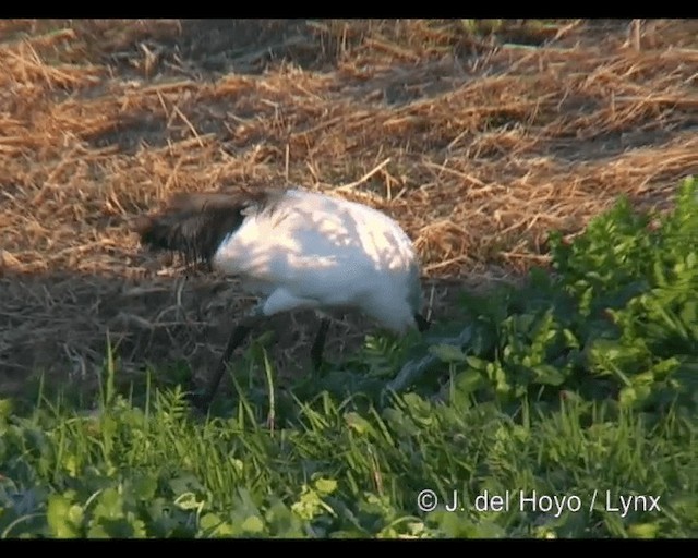 ibis posvátný - ML201260851