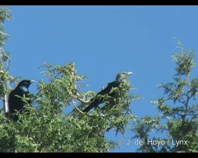 White-billed Starling - ML201260861