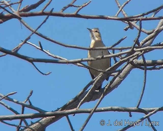 Crested Hornero - ML201260931