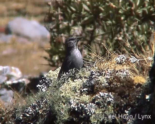 Boulder Finch - ML201260941