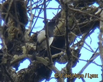 Abbott's Starling - ML201260971