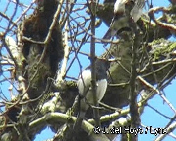 Choucador d'Abbott - ML201260981