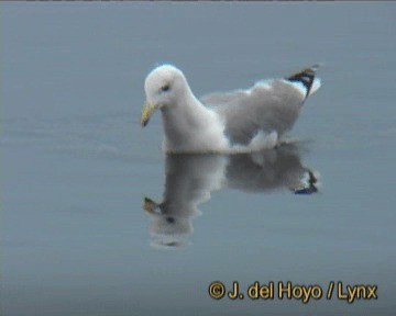 Yellow-legged Gull (michahellis) - ML201261001