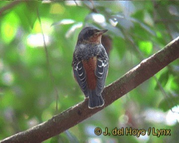 White-throated Rock-Thrush - ML201261051