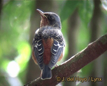 White-throated Rock-Thrush - ML201261061