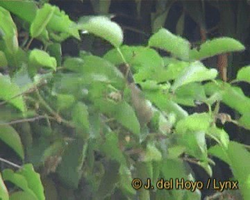 Plain-backed Sparrow - ML201261081