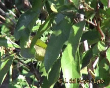 Bulbul de Finlayson - ML201261101