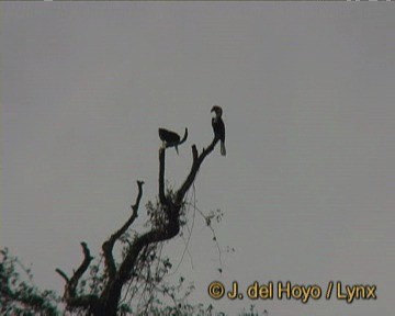 Wreathed Hornbill - ML201261111