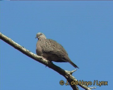 Perlhalstaube (chinensis/tigrina) - ML201261121