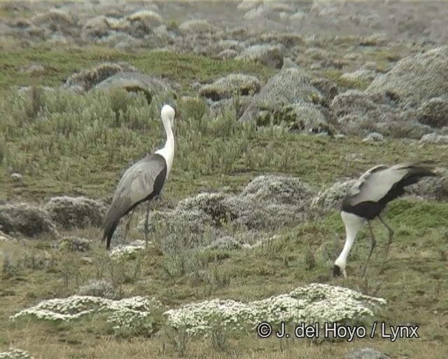 Wattled Crane - ML201261191