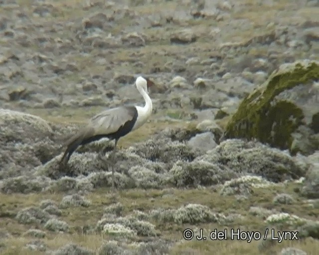 Wattled Crane - ML201261201