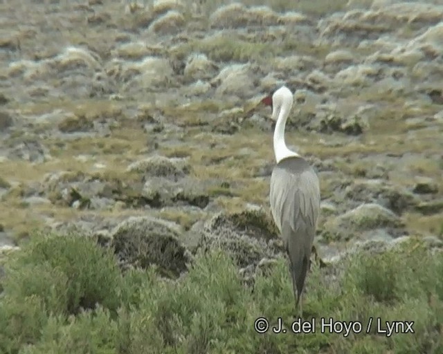 Wattled Crane - ML201261211