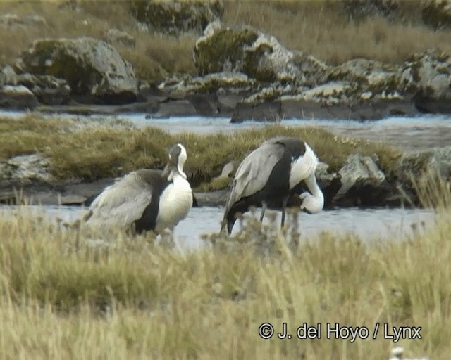 Wattled Crane - ML201261221