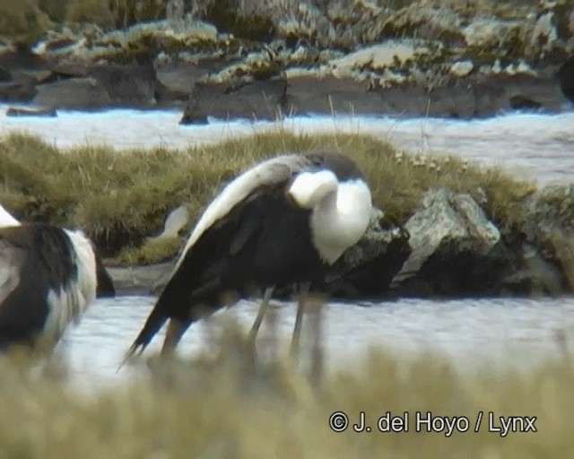 Wattled Crane - ML201261231