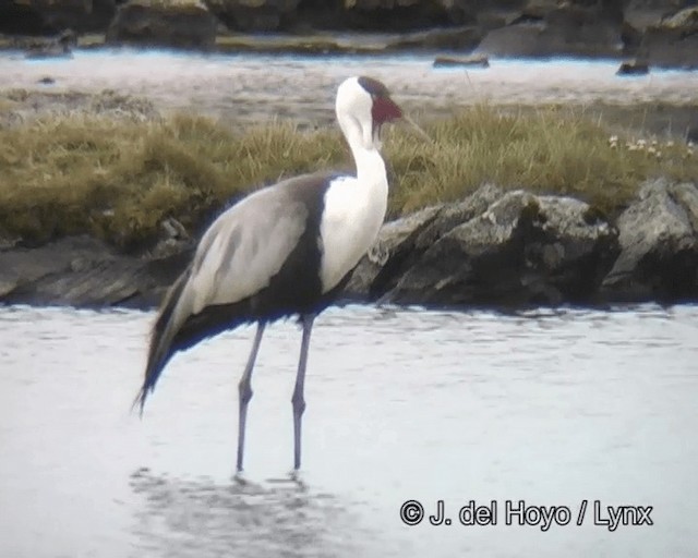 Wattled Crane - ML201261241