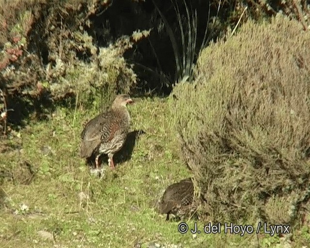 Chestnut-naped Spurfowl (Northern) - ML201261261