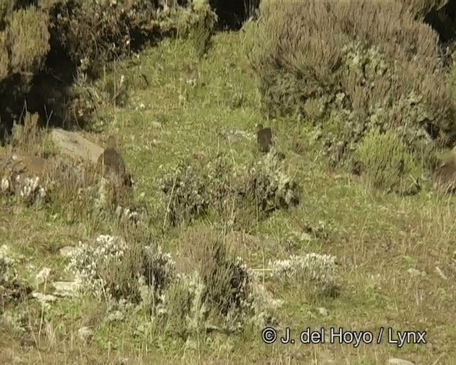 Francolin à cou roux (castaneicollis) - ML201261271