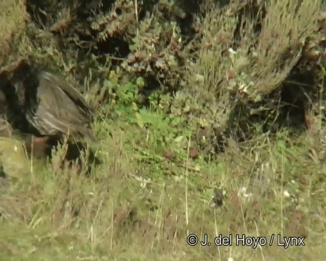 Francolín Cuellicastaño (Norteño) - ML201261281