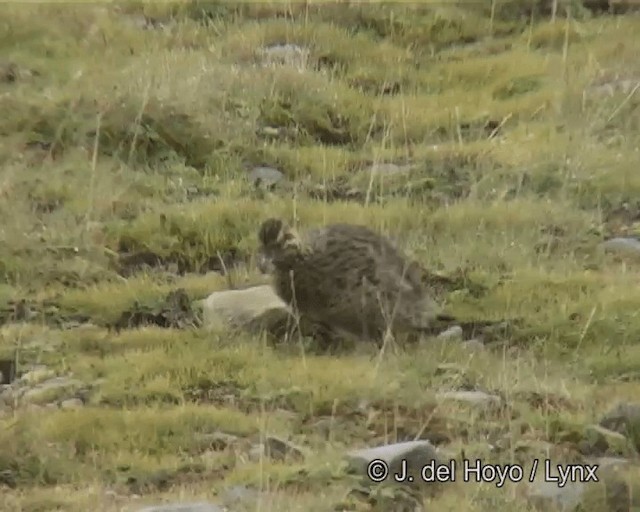 Francolin montagnard - ML201261291