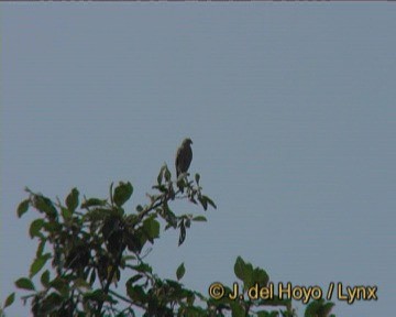 Rufous-winged Buzzard - ML201261321