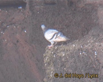 יונת סלעים (בר) - ML201261331