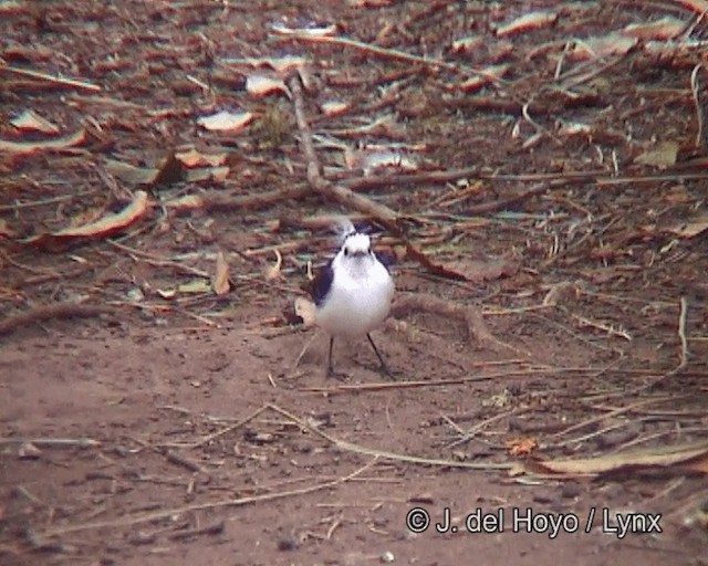 Black-backed Water-Tyrant - ML201261361