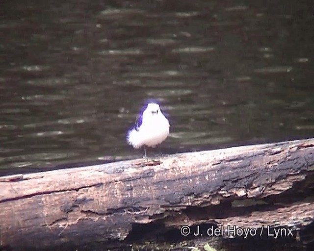 Black-backed Water-Tyrant - ML201261371