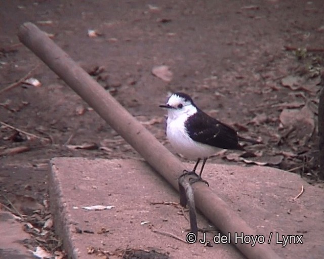 Black-backed Water-Tyrant - ML201261381