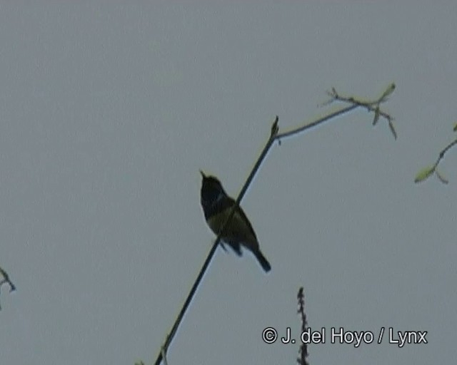 Collared Sunbird - ML201261521