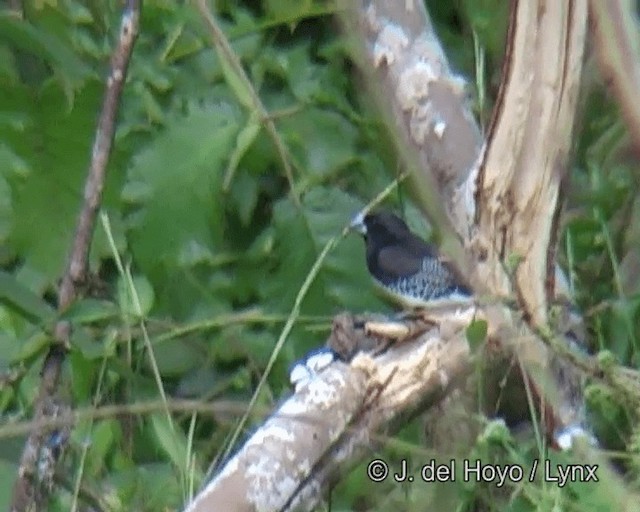 Glanzelsterchen (bicolor/poensis) - ML201261531