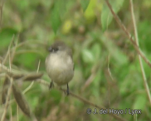 Сріблодзьоб строкатий (підвид bicolor/poensis) - ML201261541