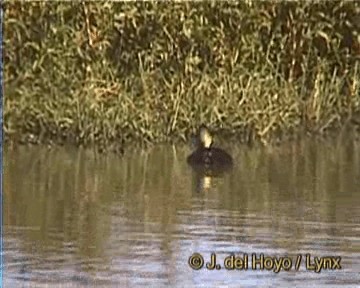 White-backed Duck - ML201261611