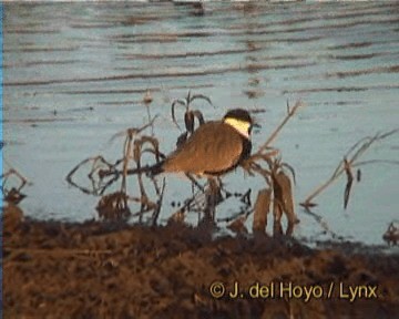 Spur-winged Lapwing - ML201261621