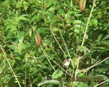 Brown-breasted Bulbul - ML201261631