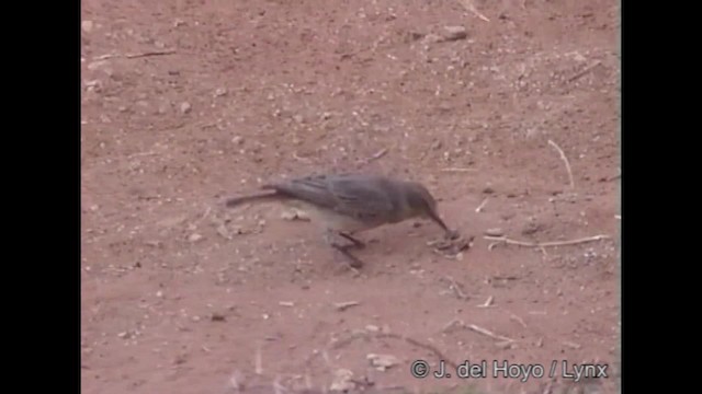 Familiar Chat - ML201261821