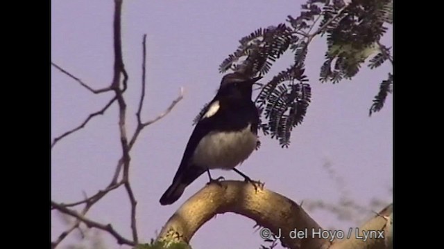 Mountain Wheatear - ML201261861