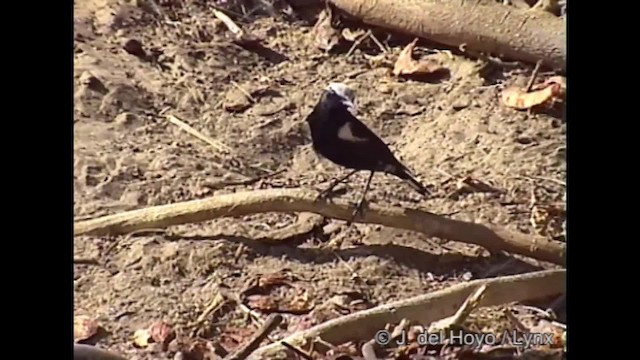 Mountain Wheatear - ML201261871