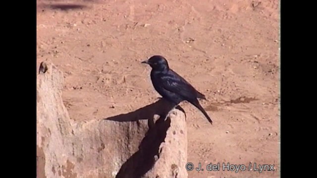 Pale-winged Starling - ML201261881