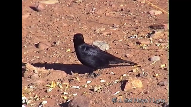 Pale-winged Starling - ML201261901