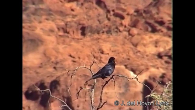 Pale-winged Starling - ML201261911