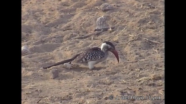 Southern Red-billed Hornbill - ML201261921